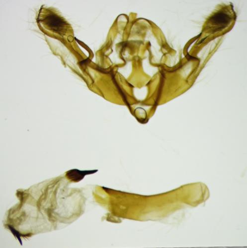 Réf. 270 005 : Polymixis argillaceago
